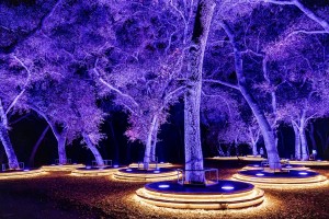Lightswitch evolves “Enchanted: Forest of Light” with expanded Elation lighting package