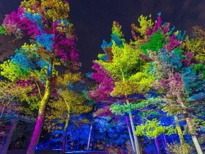 Corona: Over 700 Elation lights for 2020 Illumination - Tree Lights at The Morton Arboretum
