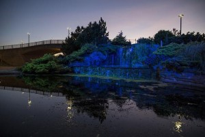 Anolis illuminates Rhyl